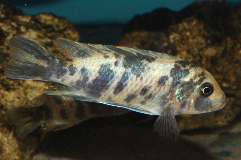 Maylandia zebra 'Masinje'